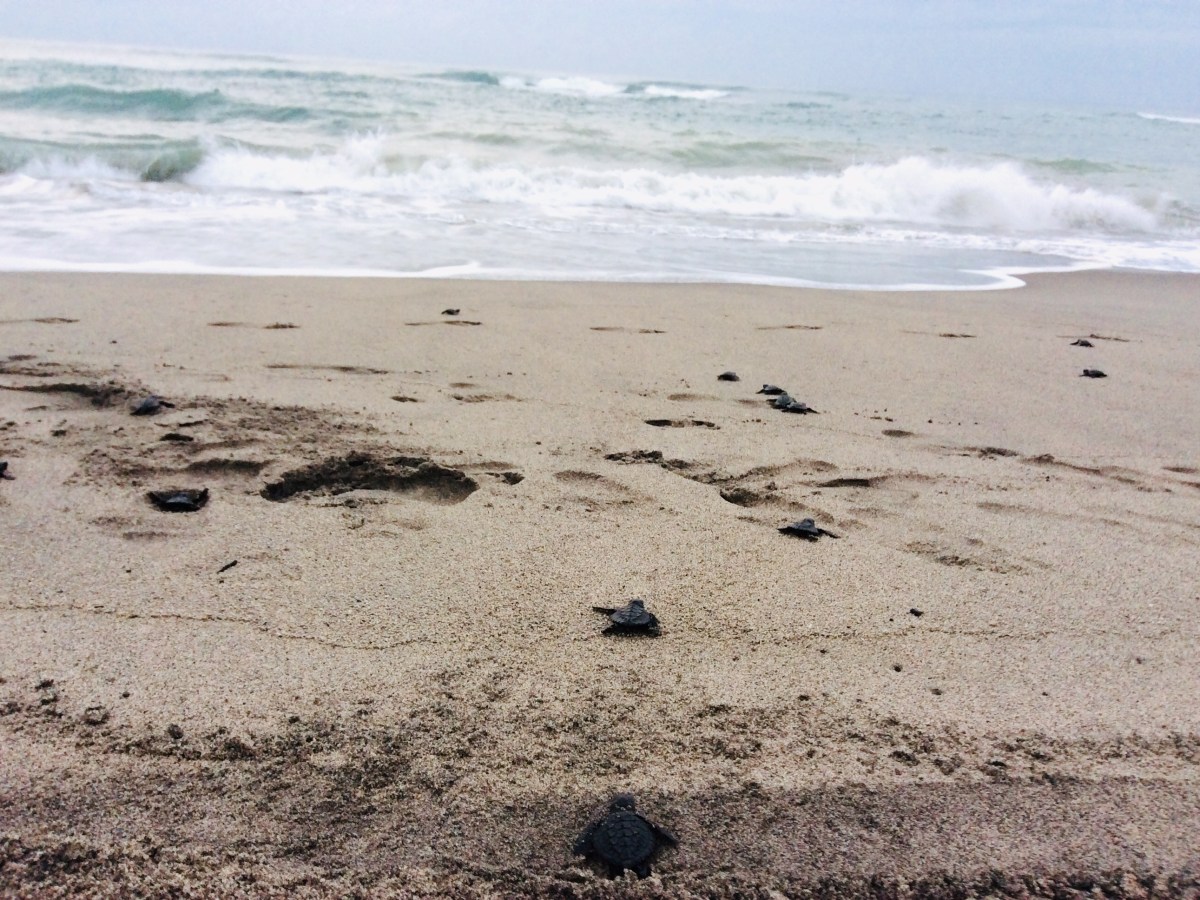 Our Blues: Learning to Float on the Ups and Downs of&nbsp;Life