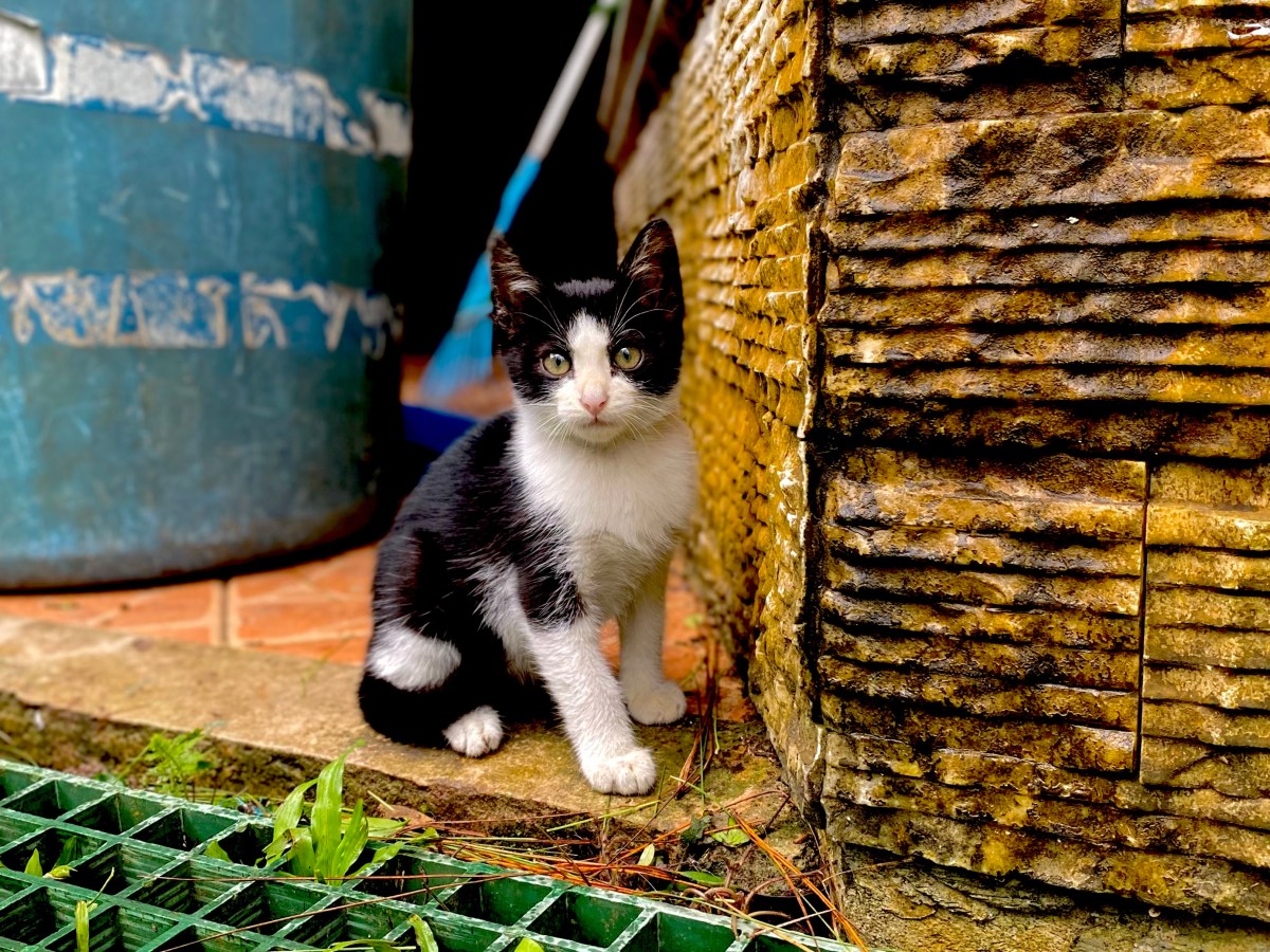 Small Things Can Change a Whole Year—I Guess I Now Own a&nbsp;Cat.